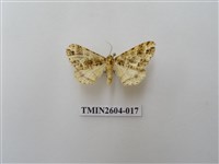 藏品(尺蛾120)的圖片